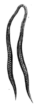 Another worm from Medico-Chirurgical Transactions